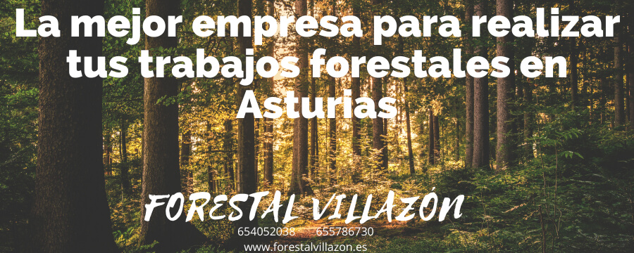 La mejor empresa para realizar tus trabajos forestales en Asturias