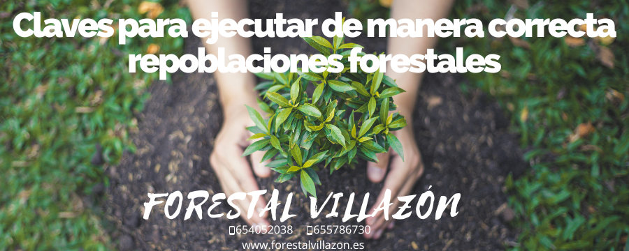 repoblaciones forestales